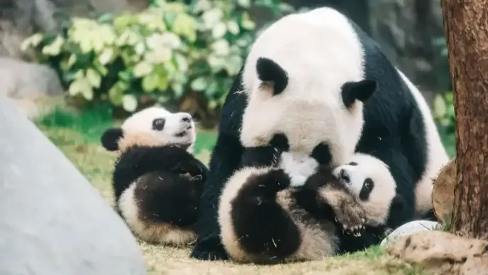 Ocean Park Hong Kong Pandas: Meet all Six Giant Pandas