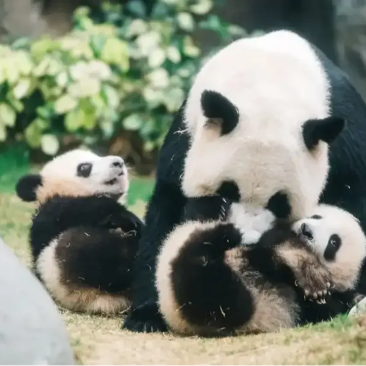 【香港海洋公园熊猫】6隻大熊猫全攻略＋最佳观赏贴士 