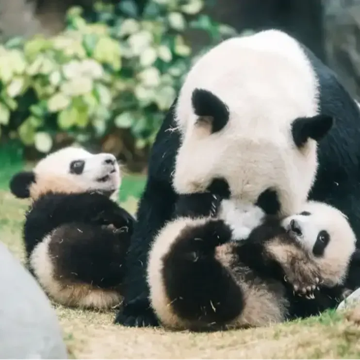 Ocean Park Hong Kong Pandas: Meet all Six Giant Pandas