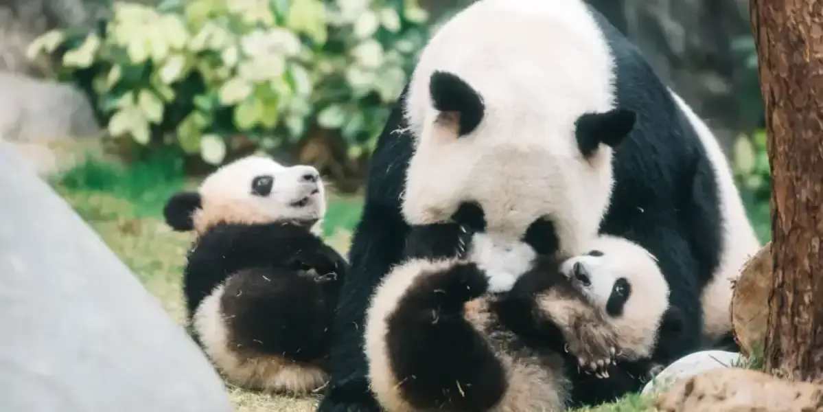 Giant panda with two cubs at Ocean Park Hong Kong